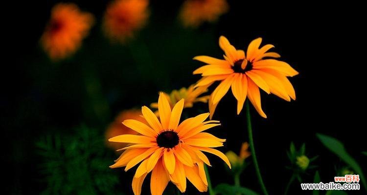 探秘黑心菊的美丽与深沉 以黑心菊的花语为主题的文章