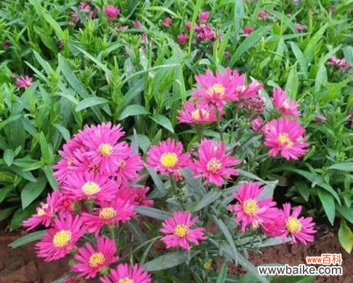 探秘黑心菊的美丽与深沉 以黑心菊的花语为主题的文章