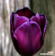 黑色郁金香的象征意义及文化传承 黑色郁金香花语