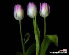 黑色郁金香的寓意与象征 黑色郁金香的花语