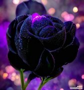 散发出的纯黑香气 黑色玫瑰