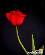 黑色玫瑰花的神秘魅力 黑色玫瑰花的花语