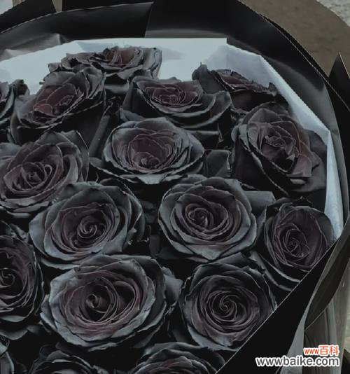 深情与神秘交织的花朵 黑色玫瑰的寓意