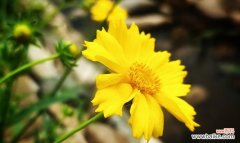 探索金鸡菊传递的情感和象征 金鸡菊的花语与意义