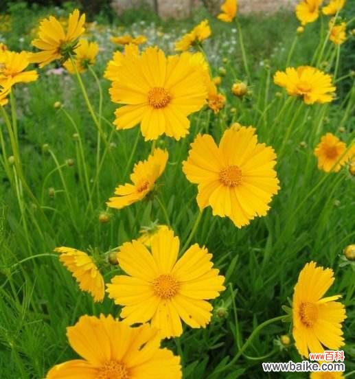 探索金鸡菊传递的情感和象征 金鸡菊的花语与意义