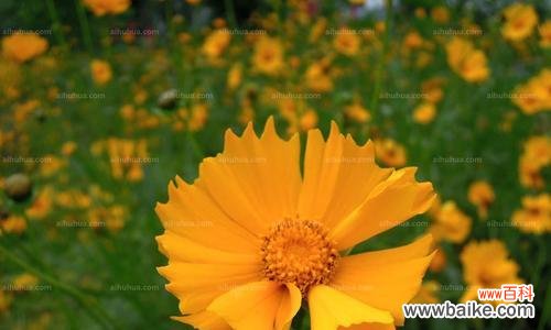 探索金鸡菊传递的情感和象征 金鸡菊的花语与意义