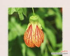 花开如金 金铃花的花语