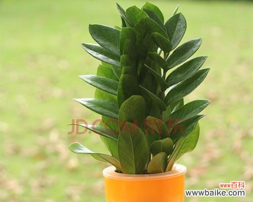 探寻金钱树所代表的意义及其影响 金钱树