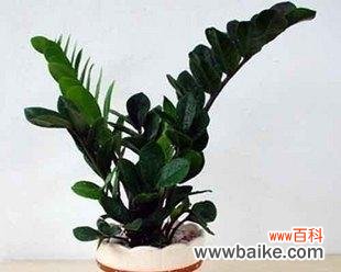 探寻金钱树所代表的意义及其影响 金钱树