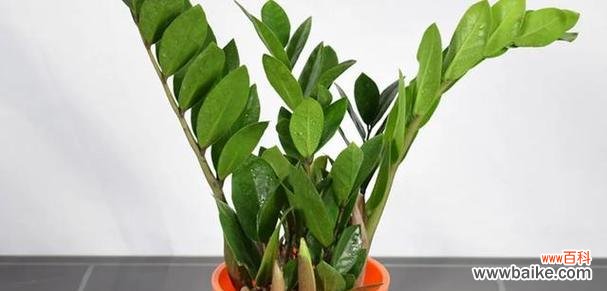 探寻金钱树所代表的意义及其影响 金钱树