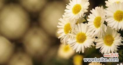 探寻金缕梅的花语之美 金缕梅的花语