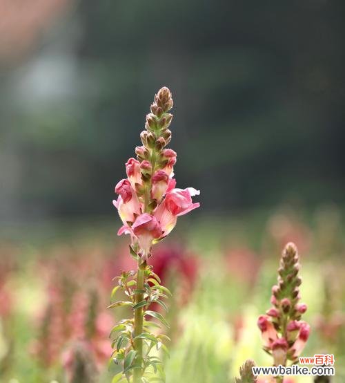 探秘金鱼草的美丽花语与象征意义 金鱼草的花语