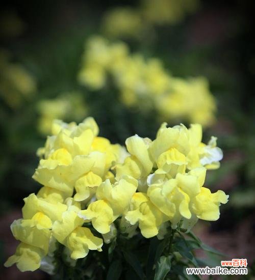 探寻金鱼草花语的深层内涵 金鱼草花语之美丽的寓意