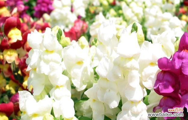 探寻金鱼草花语的深层内涵 金鱼草花语之美丽的寓意