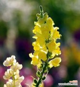 探寻金鱼草花语的深层内涵 金鱼草花语之美丽的寓意