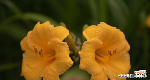 探索金娃娃萱草的神秘象征 金娃娃萱草花语与意义