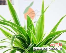 寓意与象征 金心吊兰