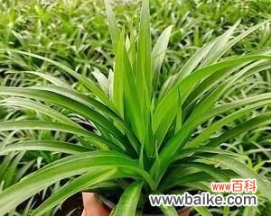 寓意与象征 金心吊兰