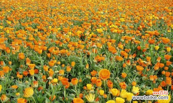 探寻金盏花的美丽与意义 金盏花的花语-传递快乐与希望的使者