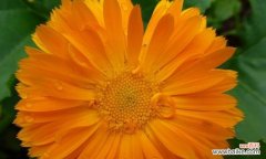 探寻金盏菊花语的深意与应用之道 金盏菊花语与情感表达