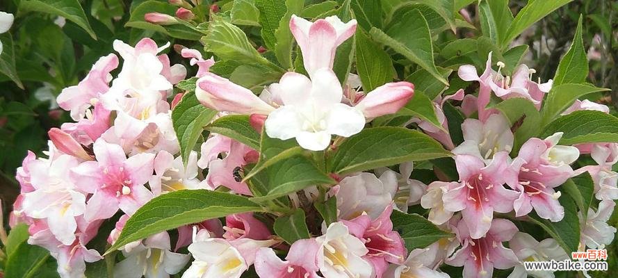 锦带花 解读锦带花的花语——传递无尽祝福的束缚