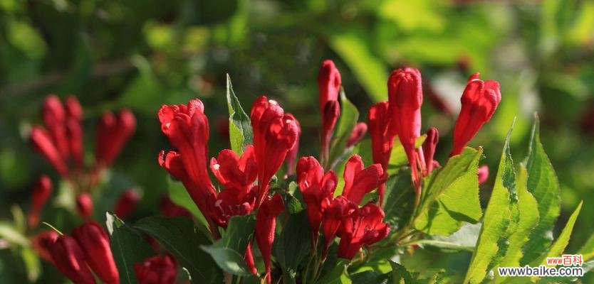 锦带花 解读锦带花的花语——传递无尽祝福的束缚