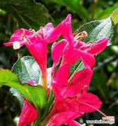 揭示锦带花的神秘力量 锦带花的花语与寓意