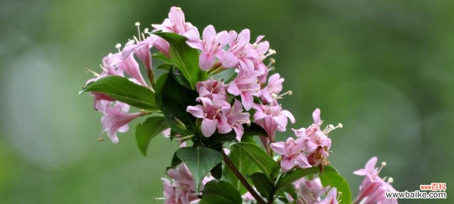 揭示锦带花的神秘力量 锦带花的花语与寓意