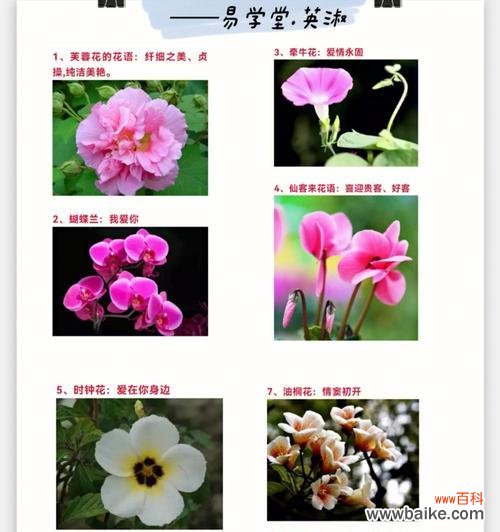 探究葡萄风信子花的花语，解读其背后的寓意与情感 葡萄风信子花语