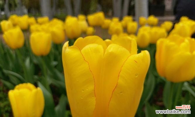 探索黑郁金香花语的深层意义及其美丽神秘 黑郁金香花语