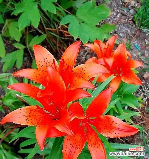 美丽红百合 红百合花语的深刻寓意