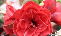 美丽红百合 红百合花语的深刻寓意