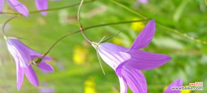 探秘黑紫色马蹄莲的花语和传说 黑紫色马蹄莲花