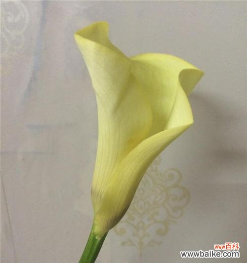 探秘红马蹄莲花的花语及独特魅力 红马蹄莲花的美丽与意义