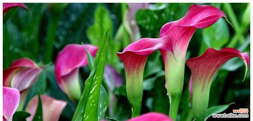 探秘红马蹄莲花的花语及独特魅力 红马蹄莲花的美丽与意义