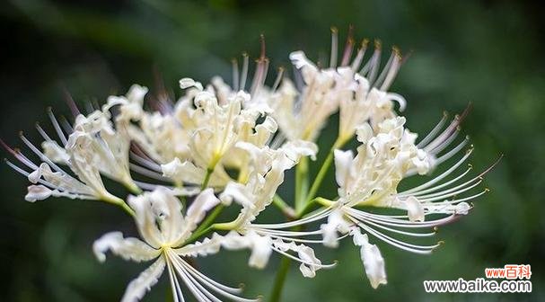 红花石蒜的花语以及它所传达的情感和寓意 红花石蒜花语