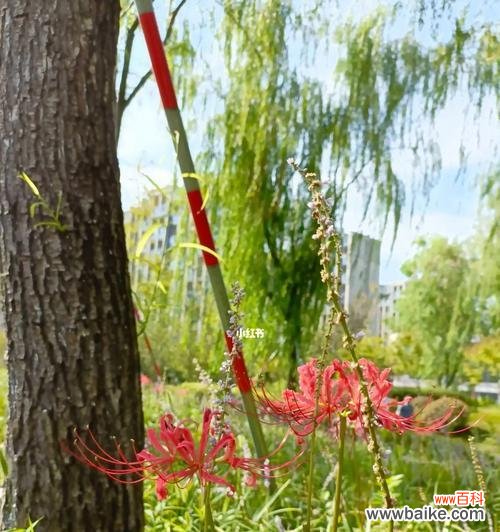 红花石蒜的花语以及它所传达的情感和寓意 红花石蒜花语