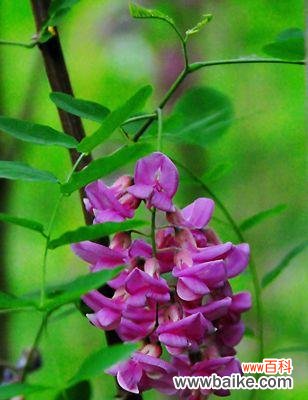 红花刺槐——勇敢和热情的象征 红花刺槐的花语与意义