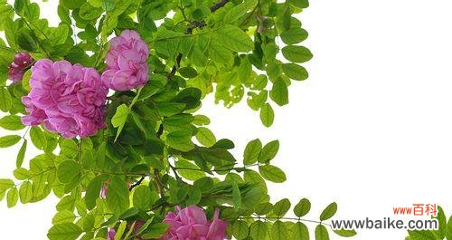 红花刺槐——勇敢和热情的象征 红花刺槐的花语与意义