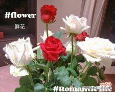 探寻红玫瑰与白玫瑰的情感寓意与文化符号 红玫瑰与白玫瑰的象征意义