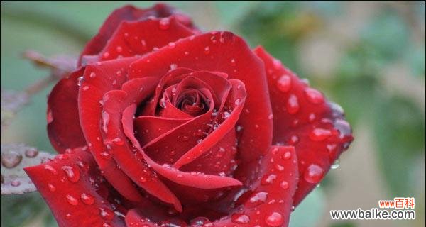 情爱的象征 红玫瑰的花语与寓意