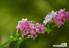 揭开锦带花的花语与文化之谜 锦带花