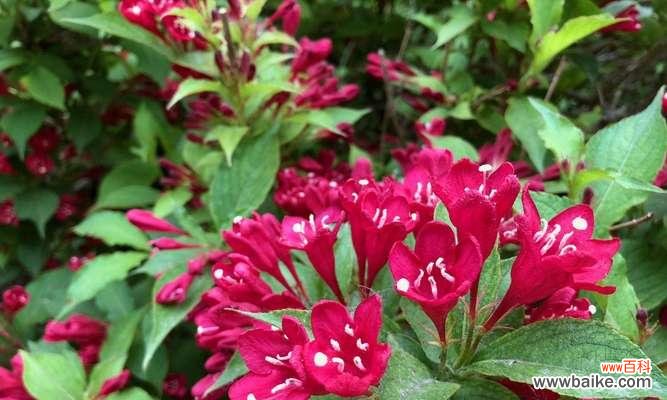 探究锦带花的神秘与美丽 锦带花的花语与寓意