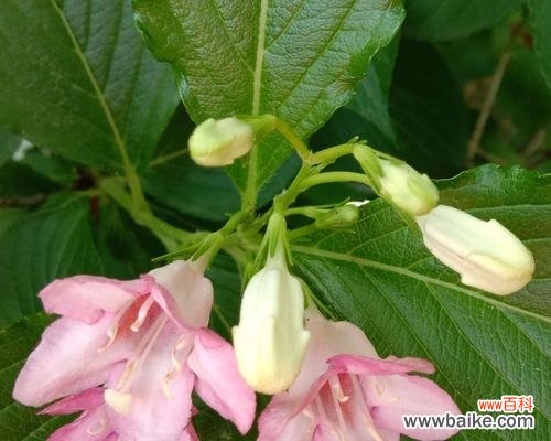 探秘锦带花的隐含含义 锦带花的花语与意义