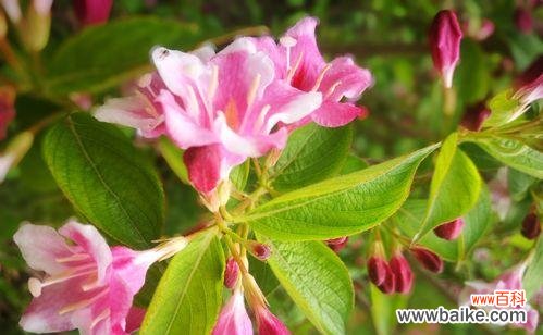 探秘锦带花的隐含含义 锦带花的花语与意义