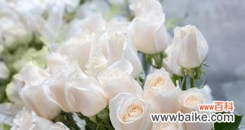 九朵玫瑰的深层含义与解读 探寻九朵玫瑰的花语奥秘