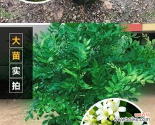 九里香花语的传承与代表的美好寓意 九里香的花语及意义