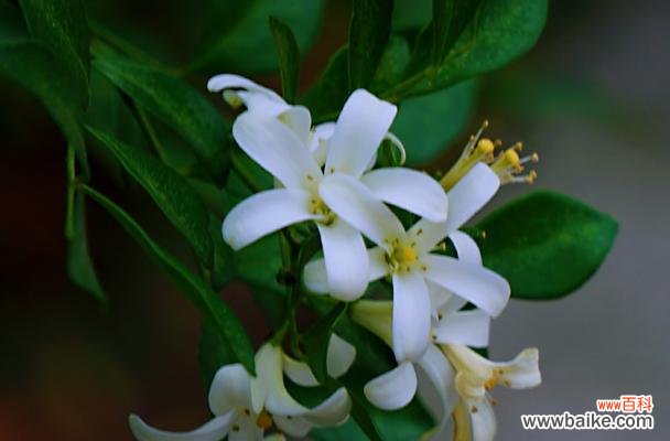 九里香花语的传承与代表的美好寓意 九里香的花语及意义