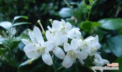 美丽的九里香花传递着丰富的寓意 九里香花语与寓意