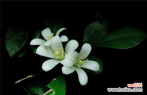 探寻九里香花语的魅力与寓意 九里香花语的深意